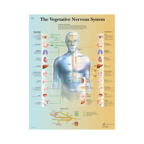 3B Scientific® "The Vegetative Nervous System" 50 x 67 cm