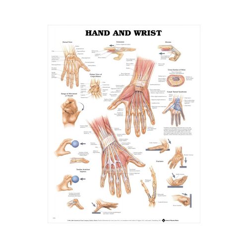 Anatomisk Plansch "Hand and Wrist" 66 x 51 cm