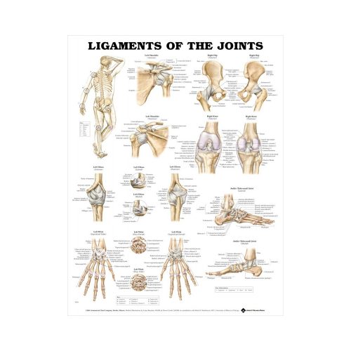 Anatomisk Plansch “Ligaments of the Joints” 66 x 51 cm