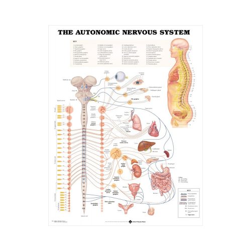 Anatomisk Plansch “The Autonomic Nervous System” 66 x 51 cm