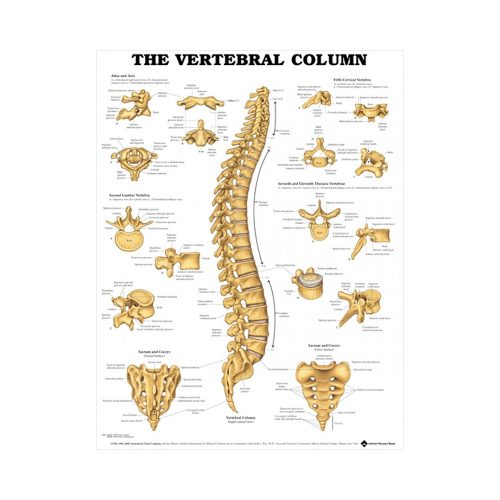 Anatomisk Plansch “The Vertebral Column” 66 x 51 cm